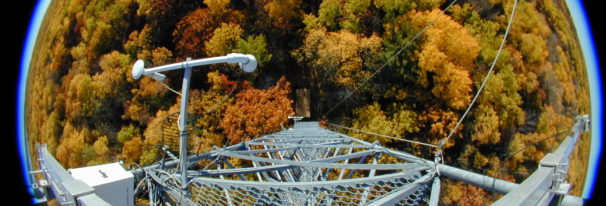 Hemispherical image of forest